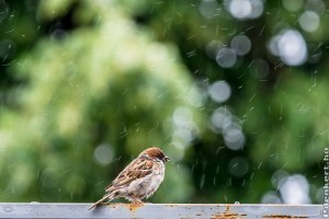 Miért hasznosítsuk az esővizet?