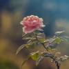 Tippek a rózsák öntözéséhez