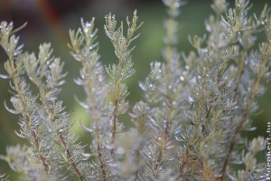 Téli növényápolás: fagy elleni védekezés
