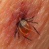 Mit kell tudni a kullancsról? Mi az a Lyme - kór?