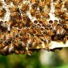 Mit tudunk a méhekről? Egy miniállam élete