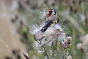 Miért fontosak a rovarevő madarak a kertünkben?