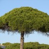 Ismerjük meg a mandulafenyőt (Pinus Pinea)! - 1. rész
