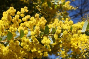 A sárga virágú fák - Akáciák