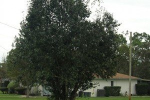 Az amerikai fekete nyír (Betula nigra)