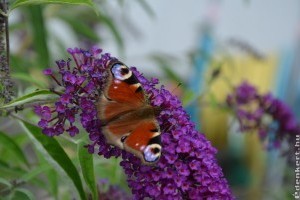 Pillangócsalogató díszcserje a nyári orgona