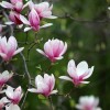 Az 5+1 legszebb kora tavasszal virágzó fa és cserje