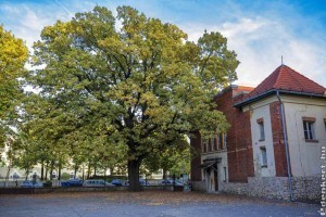 Egy kaposvári tölgyfa lett 2019 fája