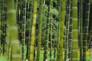 Hogyan neveljünk óriási bambuszt a kertünkben?