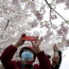 Tavaszi megújulás Wuhanban: virítanak a cseresznyefák