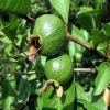 A körte alakú guava - mikor és hogyan ültessük?