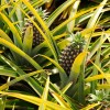 Az ananász (Ananas comosus) termesztése - 1. rész