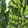Hogyan termesszünk banánt? - 3. rész