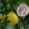 Pomelo, a legnagyobb termésű citrusféle