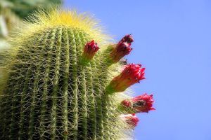 Néhány fontos tudnivaló a kaktuszokról!