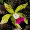 Orchidea fajták: bugaskosbor