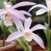 Termesszünk Pleione orhideát!