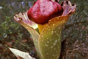 A hatalmas titánbuzogány virág (Amorphophallus paeoniifolius) titka