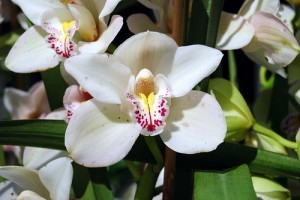 Az orchideák benti termesztése