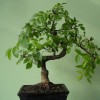 Zelkova bonsai metszése