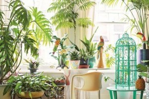 5 szobanövény, amelytől dzsungel hangulatú lesz az otthonod