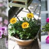 10 napimádó egynyári virágágyba, balkonládába