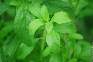Hogyan termesszünk sztíviát (Stevia rebaudiana)? - 1. rész