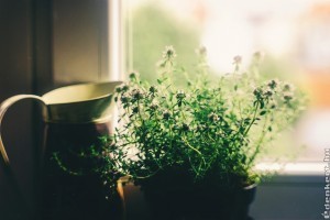 Hogyan párásítsunk növényeinknek a lakásban?