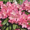 Hogyan szaporítsuk a Rhododendront?