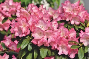 Hogyan szaporítsuk a Rhododendront?