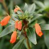 Hogyan legyen szép  cserepes Gnoxíniánk (Gloxinia sylvatica)?