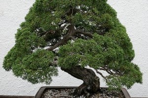 Mit kell tudni a boróka bonsai metszéséről?