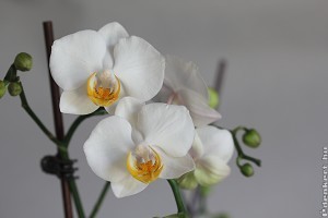 Orchideák a lakásban? 10 tuti tipp a szakértőktől