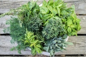 Hogyan kell fagyasztani a fűszernövényeket?
