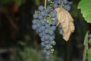 Mi szükséges a sikeres szőlőtermesztéshez? - 1. rész