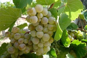 Mi szükséges a sikeres szőlőtermesztéshez? - 2. rész