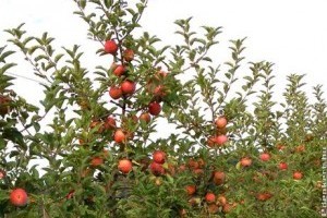 Intenzív almakoronák fenntartása