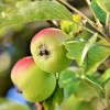 Szaporítható-e az alma magról?
