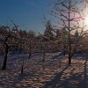 Hasznos tanácsok gyümölcsfáink téli védelméhez