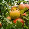 Hogyan metsszük az almafánkat?