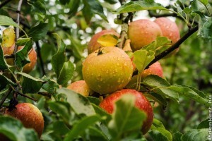Hogyan metsszük az almafánkat?