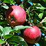 Ismerjük meg az almafákat! - A törpe Red Delicious almafa