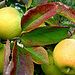 Ismerjük meg az almafákat! - A törpe Yellow Delicious almafa