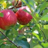 Hogyan válasszunk almafát a kertünkbe?