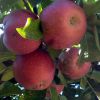 Mi az almafa ültetésének titka?
