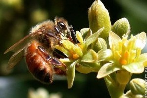 A méhek nem bírták a sok munkát: kevesebb lesz a gyümölcs idén