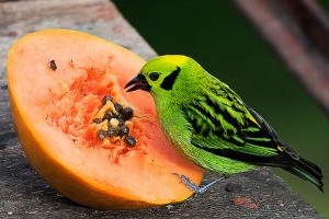Hogyan védjük meg gyümölcseinket a madaraktól? - 1. rész