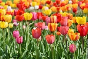 Érdekességek a tulipánról (Tulipa)