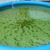 Így védekezhetsz az algák ellen a kerti medencében