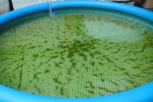 Így védekezhetsz az algák ellen a kerti medencében